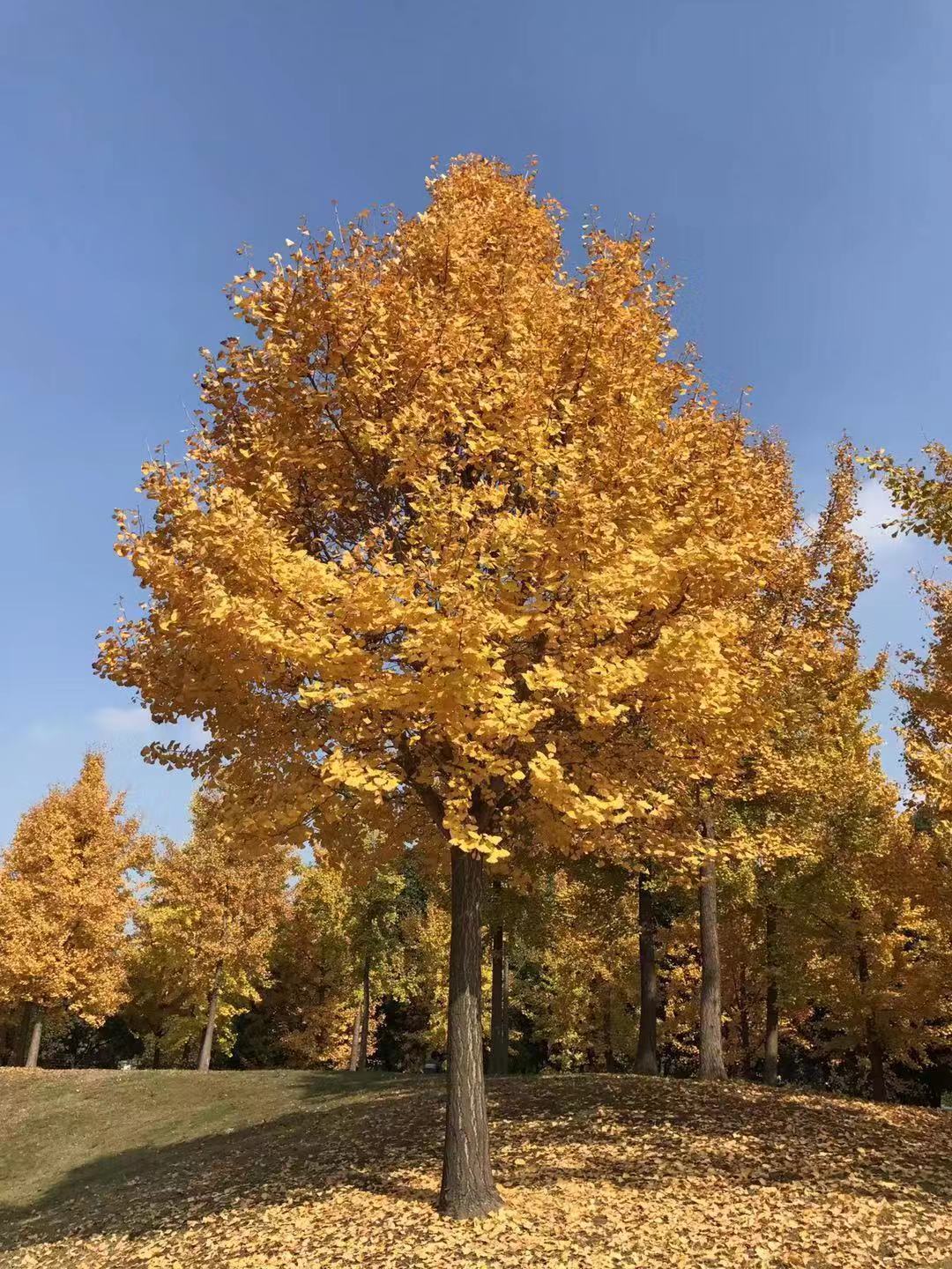 函授文憑是全日制還是非全日制學(xué)歷?非全日制學(xué)歷真的沒(méi)有用嗎