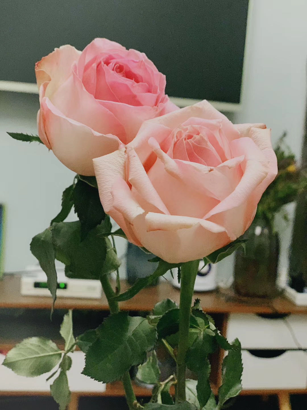 ˲MʲôƣIƆ?˲MͨƸą^e